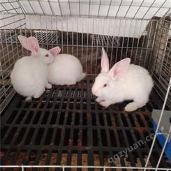 种兔养殖 肉兔活体兔 纯种小兔苗 八点黑兔小兔子 新西兰肉兔 新西兰兔