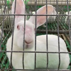 种兔养殖 新西兰兔价格 养殖技术 肉兔种兔基地 新西兰兔