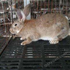 种兔养殖场 比利时种兔 改良比利时兔 肉兔 种兔