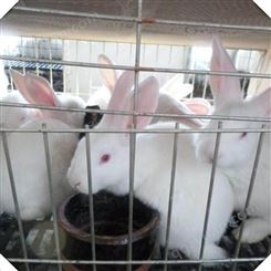 新西兰肉兔 新西兰比利时兔养殖场新西兰兔 肉兔价格 比利时兔 种兔养殖