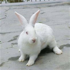 新西兰种兔价格 长期销售 新西兰种兔幼崽  山东新西兰种兔 新西兰兔