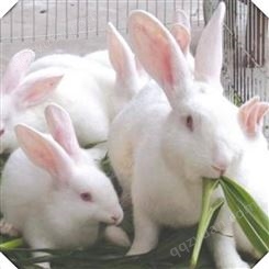 新西兰兔 新西兰肉兔种兔供应 包送货 提供养殖笼具 种兔养殖