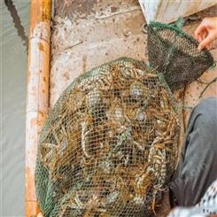 大彤机械 界首鱼饵膨化机 时产1.5吨观赏鱼粮生产线  价格出售