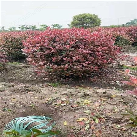 公鼎苗木--2公分红叶石楠价格60厘米红叶石楠