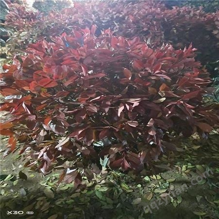 公鼎苗木--2公分红叶石楠价格60厘米红叶石楠