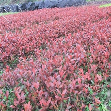 6公分红叶石楠大量出售 公鼎苗木 50厘米红叶石楠