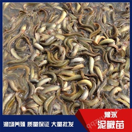河南求购中国台湾泥鳅苗 泥鳅苗豫永水产品