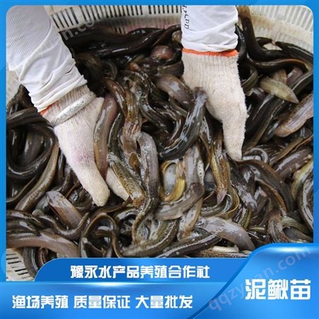 河南周口市泥鳅繁育基地 中国台湾泥鳅苗养殖基地泥鳅养殖场