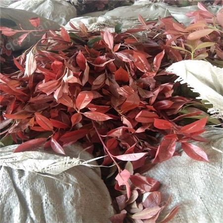 红叶石楠小苗供应 50厘米红叶石楠-- 公鼎苗木