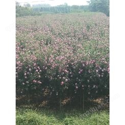 苏北苗木基地出售1-8公分红花木槿5万棵木槿紫薇丁香等
