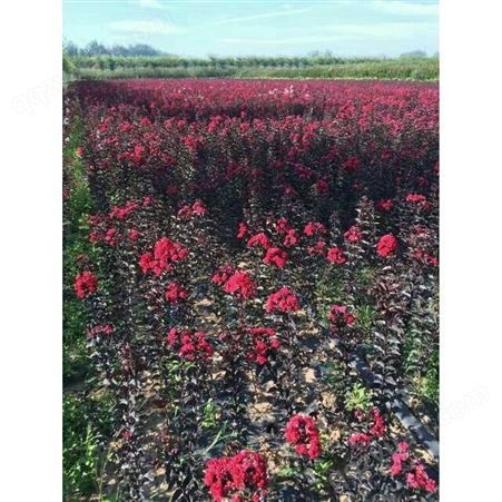 红花紫薇2-10公分基地大量有售标准土球保成活