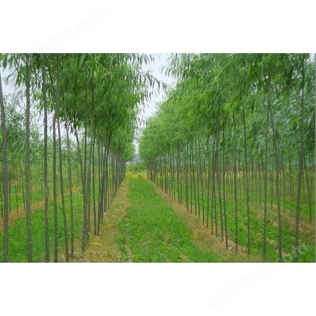 竹柳基地1-2-3-4-5-6-7-8公分10万棵出圃金蝉养殖对口树种竹柳批发