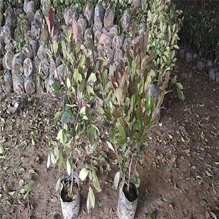 公鼎苗木--10公分红叶石楠大量出售70厘米红叶石楠