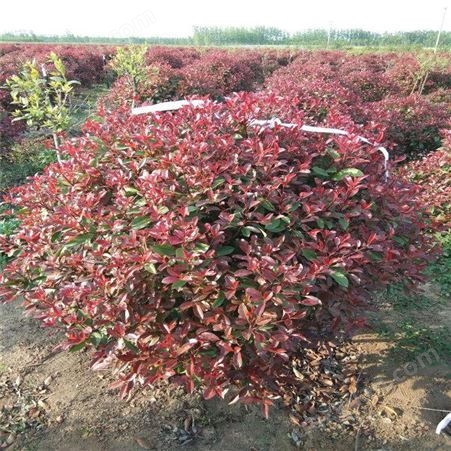 公鼎苗木--10公分红叶石楠价格70厘米红叶石楠