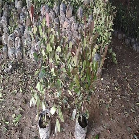公鼎苗木--多种规格红叶石楠厂家60厘米红叶石楠