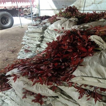 公鼎苗木--红叶石楠基地市场报价1米红叶石楠