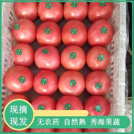 现摘先发新鲜露天硬粉西红柿农家番茄基地供应