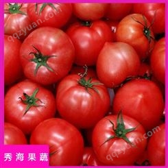 山东硬粉西红柿 秀海果蔬 果园直发 果实饱满