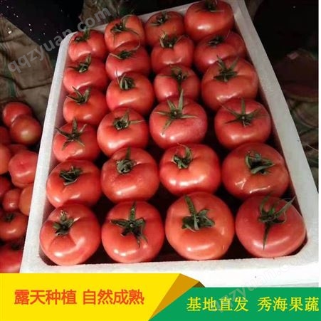 临沂费县西红柿 秀海果蔬 番茄西红柿 费县西红柿大量供应