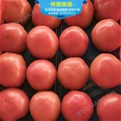 山东西红柿批发厂家 秀海果蔬 山东西红柿新鲜 下单发货