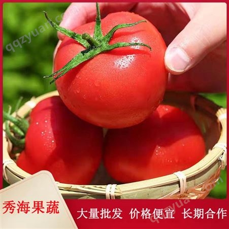 新鲜采摘西红柿 大颗粒 一口爆汁 冷链包邮