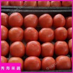 西红柿 秀海果蔬 自然熟番茄 果肉新鲜