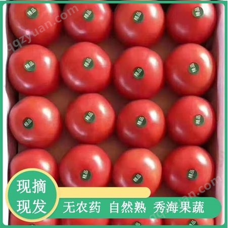 山东西红柿 秀海果蔬 山东西红柿硬粉 供应批发