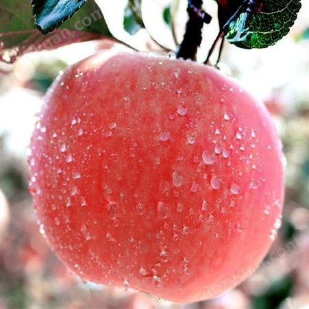 新品种苹果树 红富士大量上市 代收苹果 供应信息