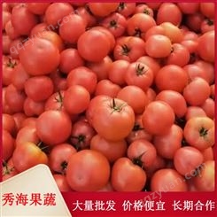 硬粉西红柿 露天大西红柿 新鲜蔬菜 农家番茄自然熟