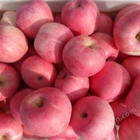 寻找大量红富士苹果商 冷库红富士苹果膜代价格 代收苹果 市场价格