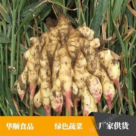 保鲜生姜厂家 基地种植 具芳香和辛辣气味 华顺食品