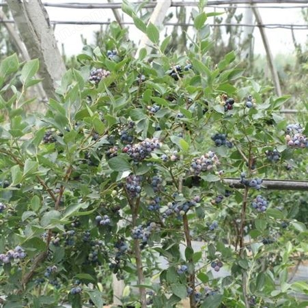 蓝莓苗价格 基地种植蓝莓苗供应 超翔