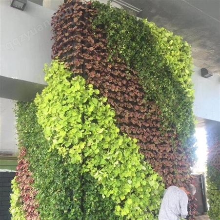 立体生态植物墙养护