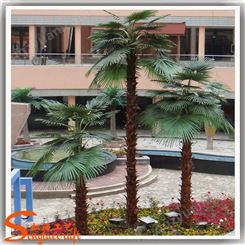 广州有酒店棕榈树卖 酒店装饰树 老人葵