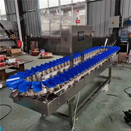 连续式 刀鱼分选机 扇贝分选设备 海蛎子重量分级机