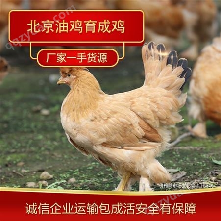 散养北京油鸡育成鸡 育成鸡养殖出售