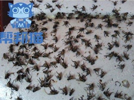 白云三元里灭蚂蚁除老鼠 杀蟑螂 消杀蚊蝇上门价格多少