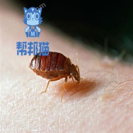 广州西塱除螨虫消杀老鼠 灭蟑螂 杀白蚁上门价格多少