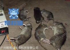 广州沙太北除老鼠灭老鼠 消杀死老鼠 杀老鼠上门价格