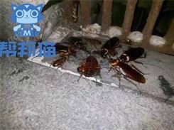 广州沙太北除蟑螂杀蟑螂 灭蟑螂 防治蟑螂上门价格多少