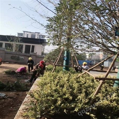 郑州园林绿化公司 绿化养护草坪修剪 绿化用苗花境设计施工